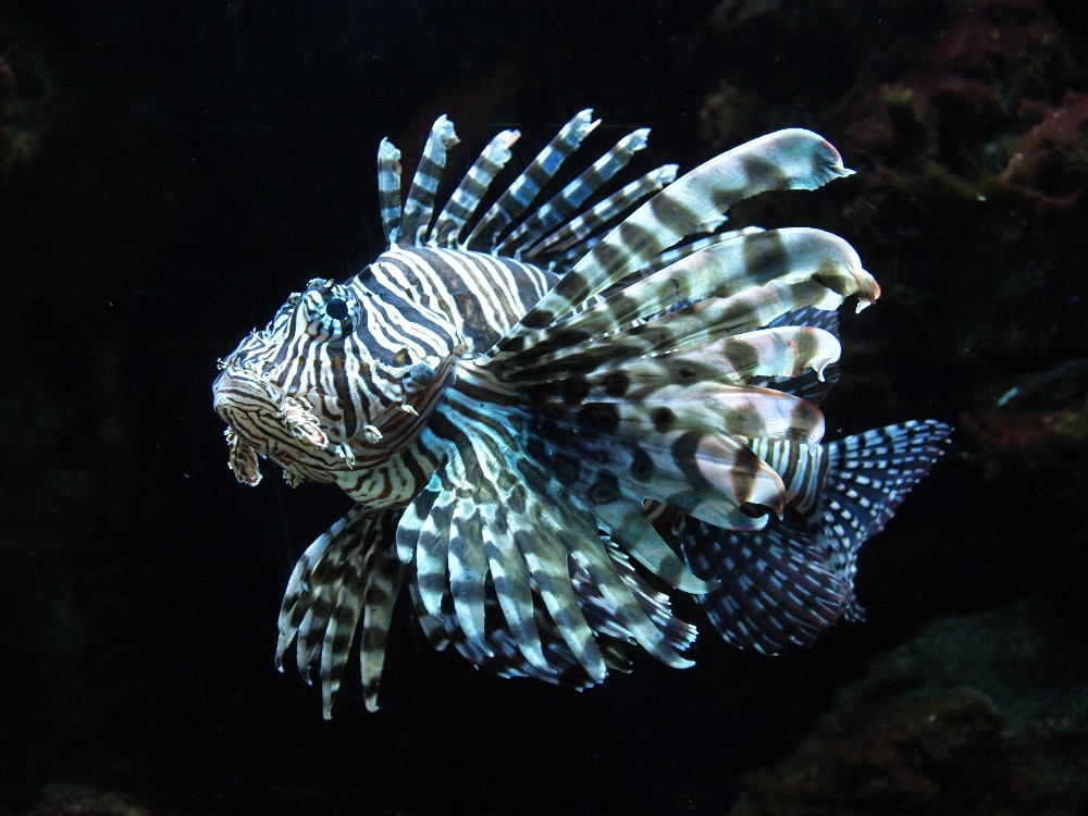 Fisch im Aquarium - Kölner Zoo