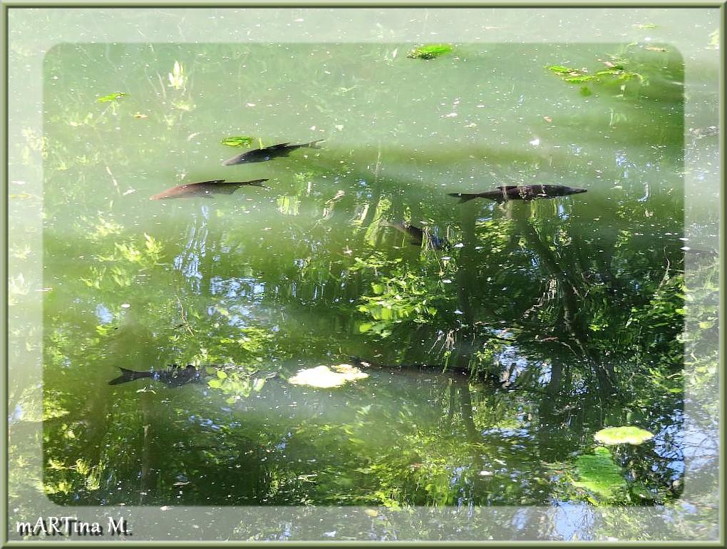 Fisch im Baum  (mit Gedicht)