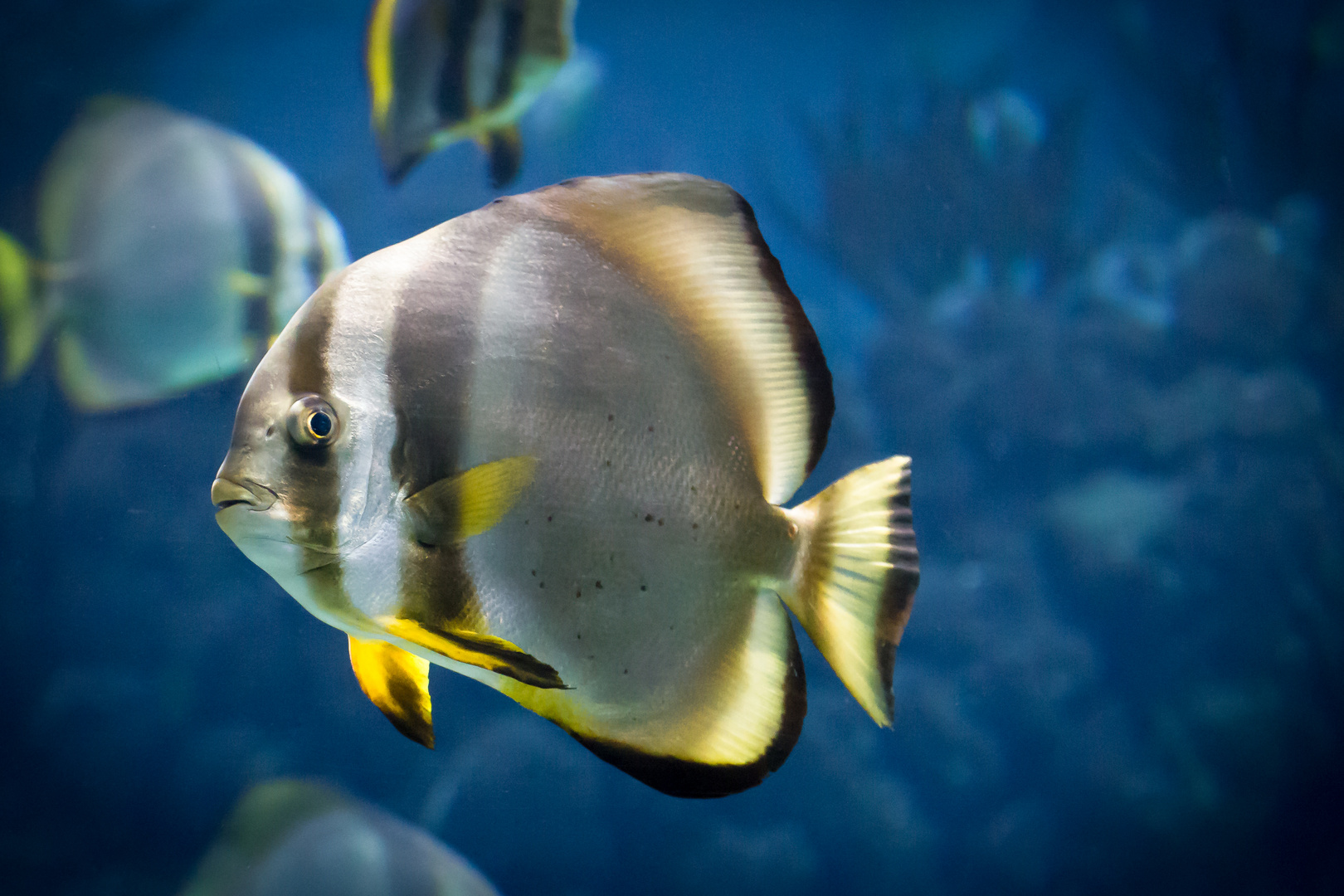 fisch im burgers zoo