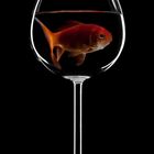 Fisch im Glas