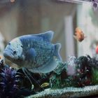 Fisch im Restaurant Deko Aquarium