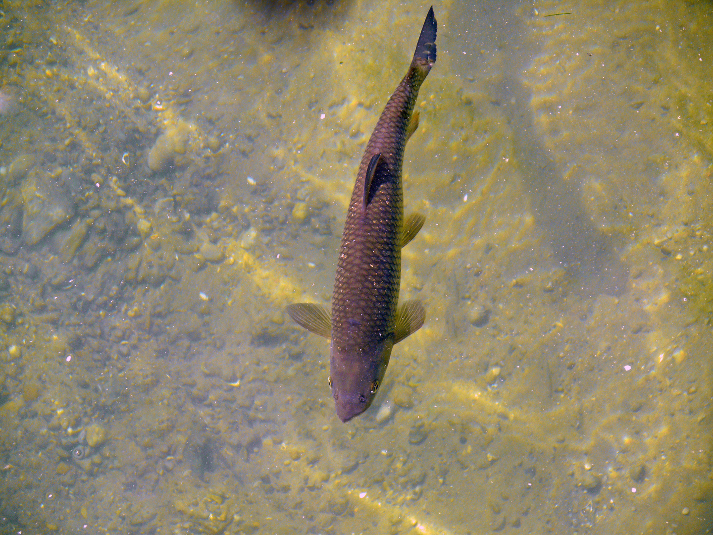 Fisch im Rhein