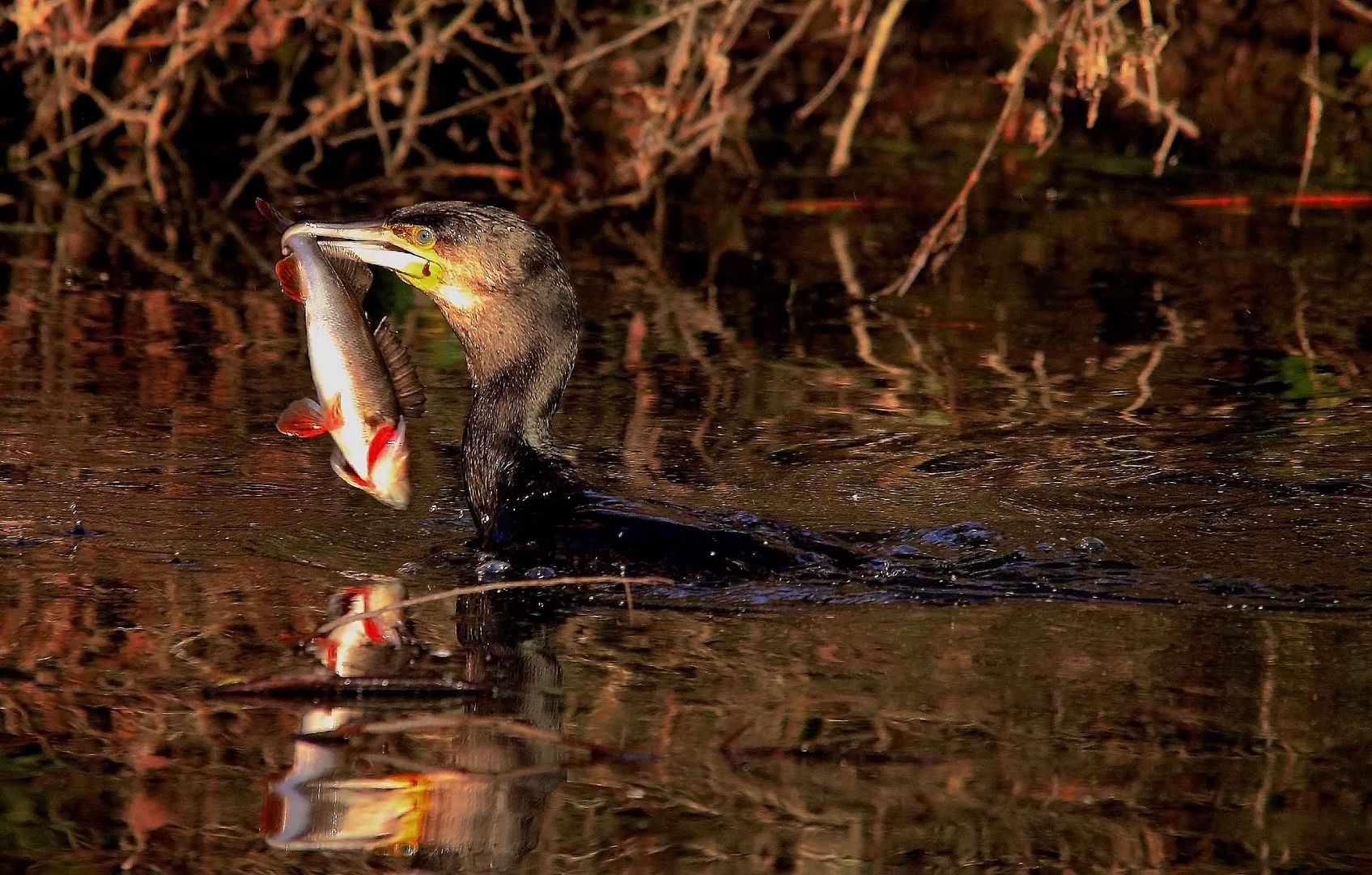 Fisch im Schlepptau