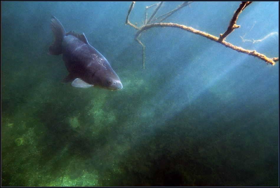 *Fisch im Trüben*