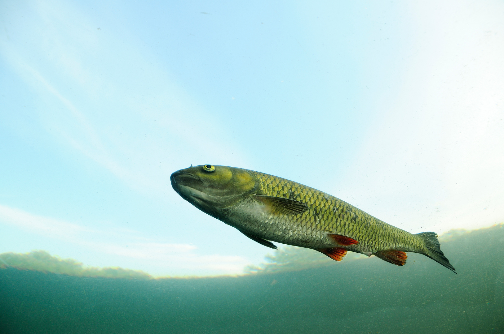 Fisch im Wasser