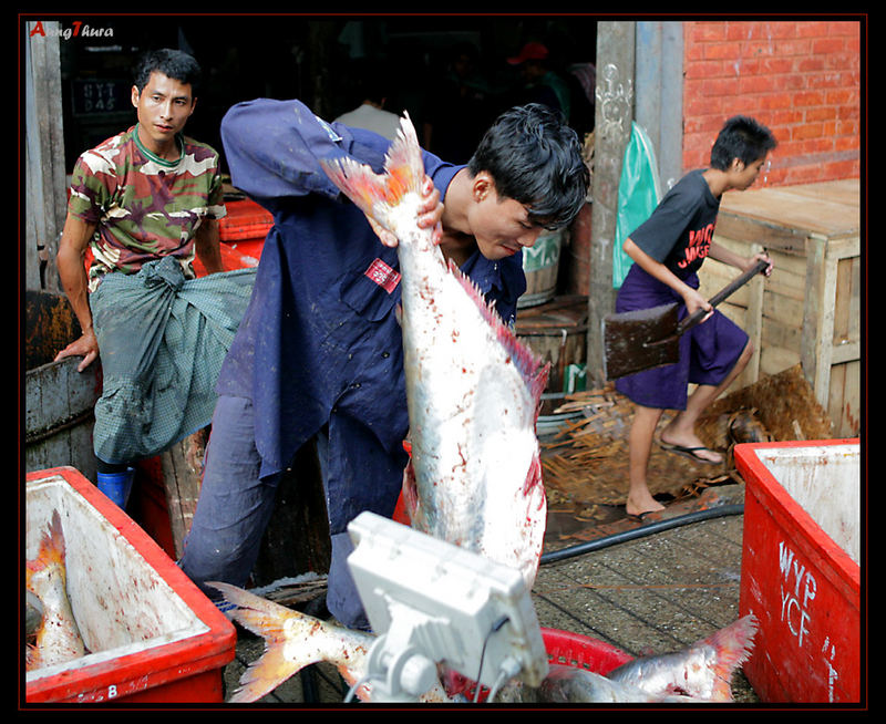 Fisch in der Hand