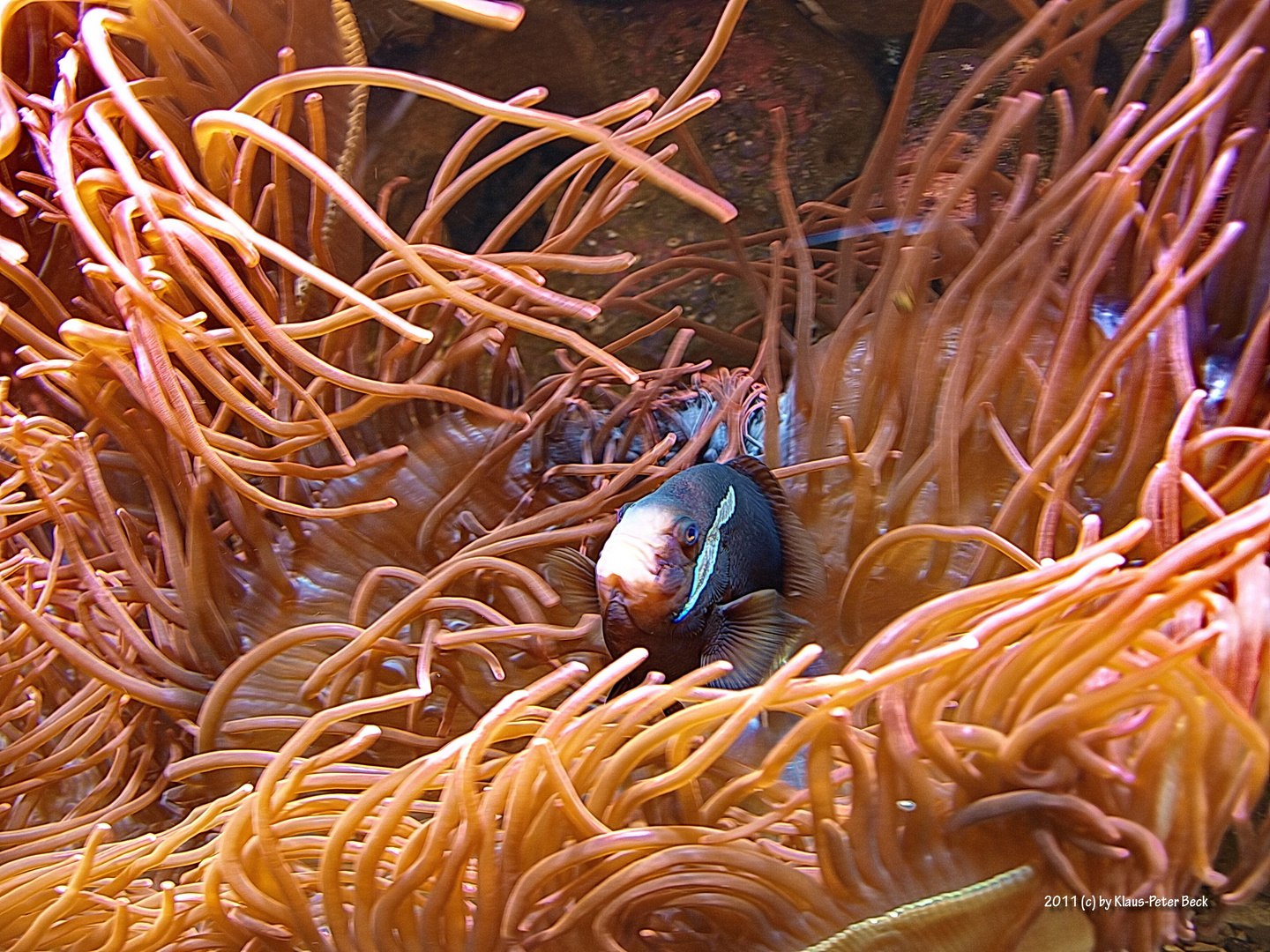 Fisch in einer Seeanemone