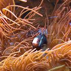 Fisch in einer Seeanemone