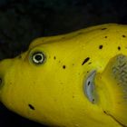Fisch in gelb