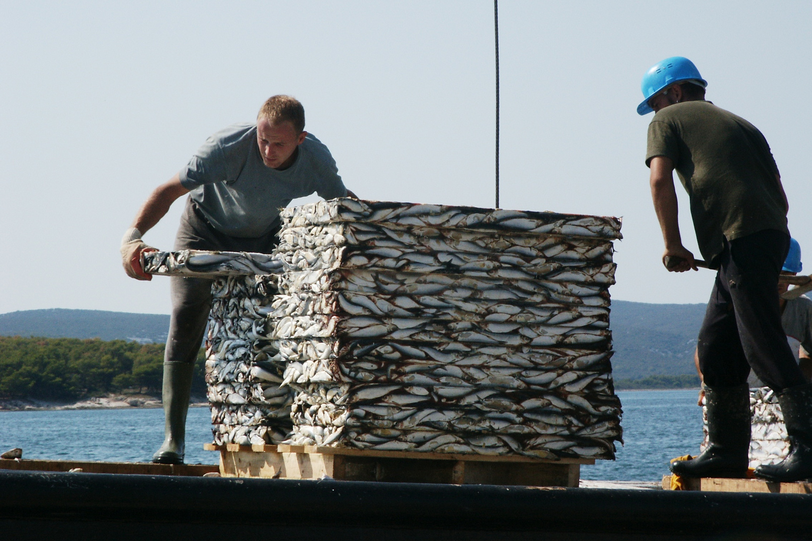 Fisch in Scheiben