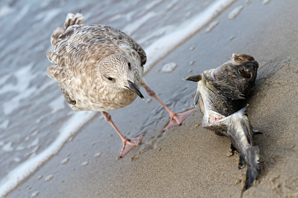 Fisch ist gesund