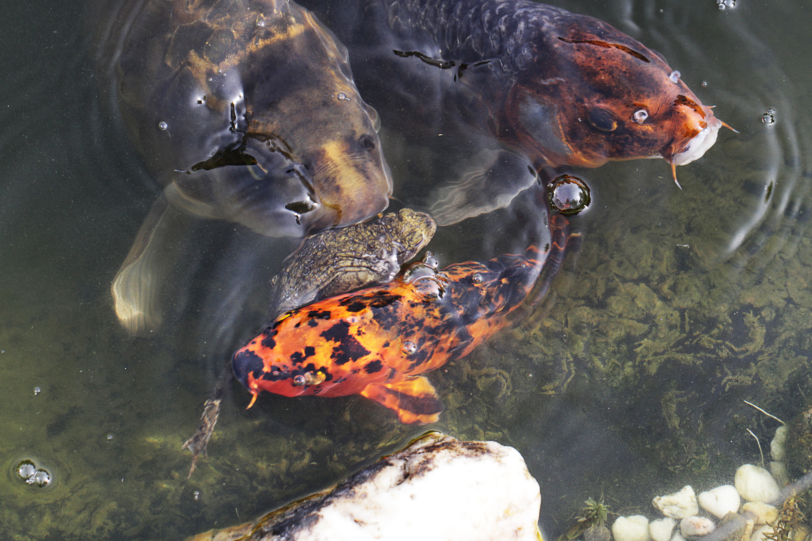 Fisch küsst Frosch ...