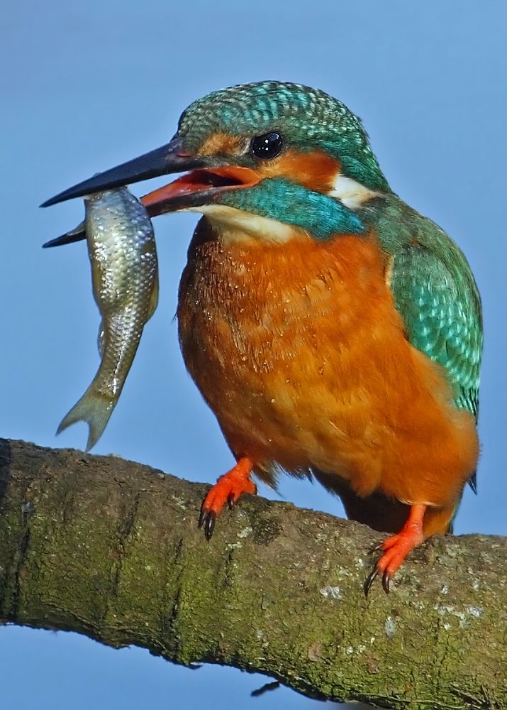 Fisch - Liebhaber