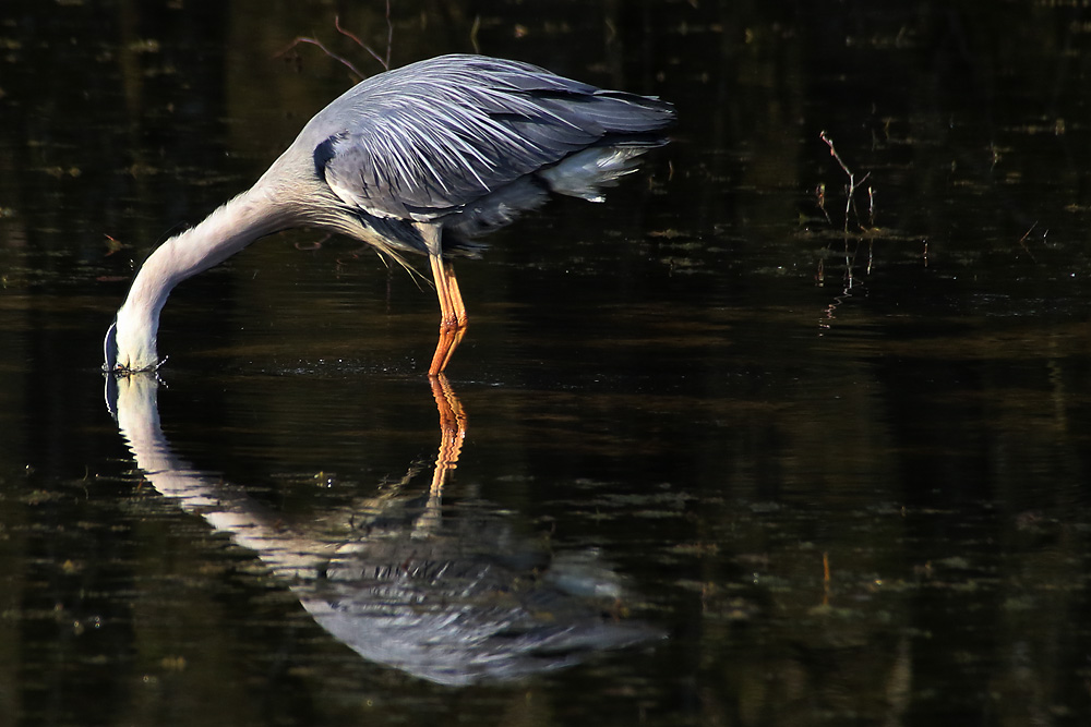 Fisch macht durstig