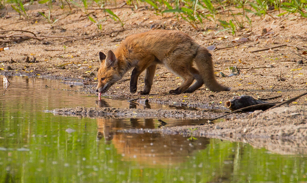 "Fisch macht durstig" - auch einen Fuchs