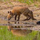 "Fisch macht durstig" - auch einen Fuchs