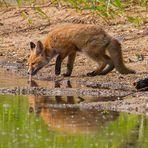 "Fisch macht durstig" - auch einen Fuchs