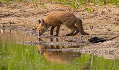 "Fisch macht durstig" - auch einen Fuchs