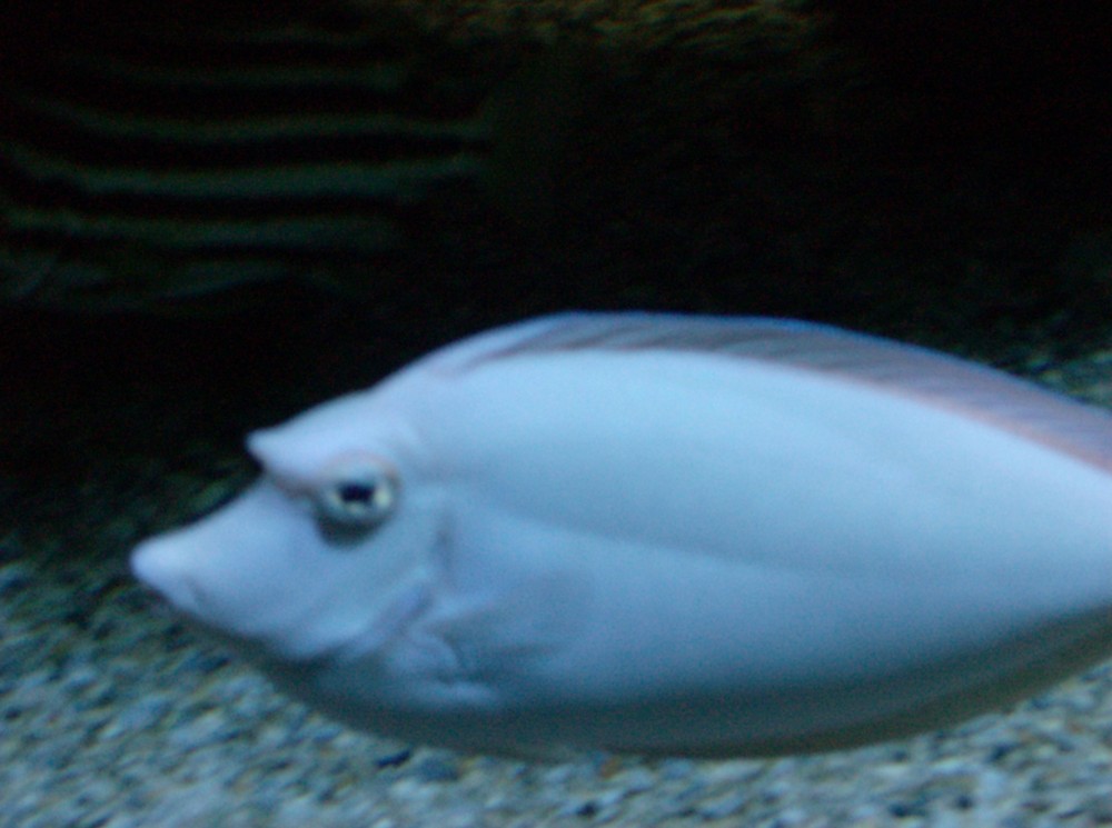 Fisch Meeresaquarium