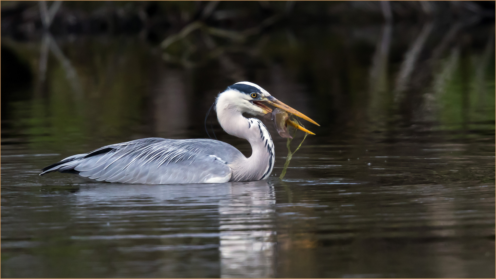 Fisch mit Beilage  .....