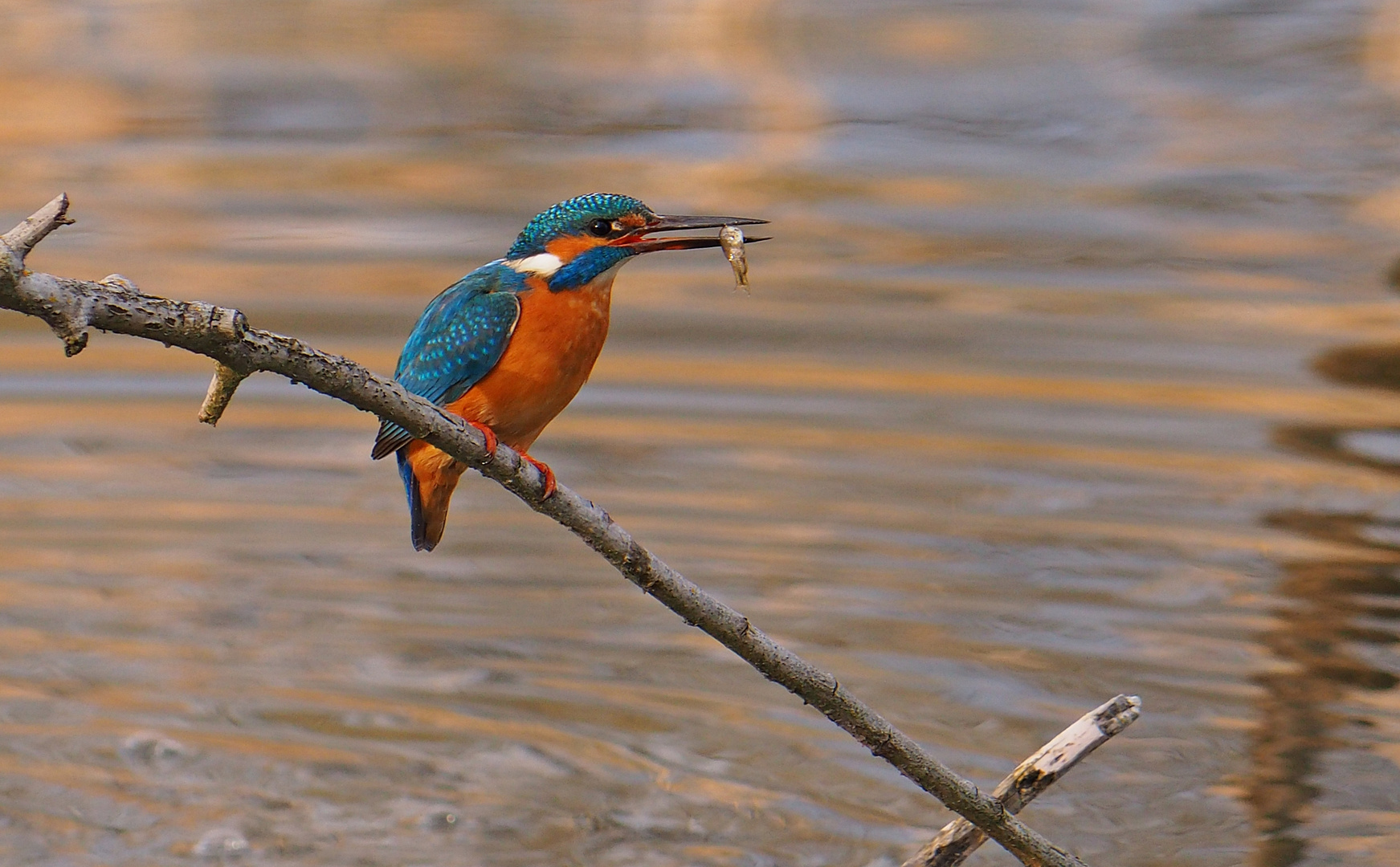 Fisch mit Eisvogel