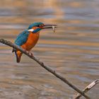 Fisch mit Eisvogel