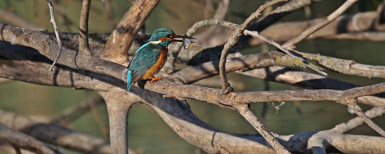 Fisch mit Eisvogel