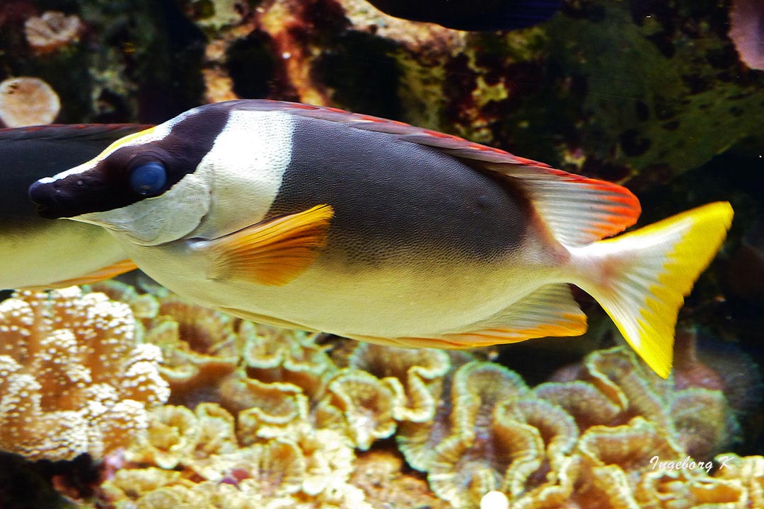 Fisch mit Korallen - Aquazoo Düsseldorf