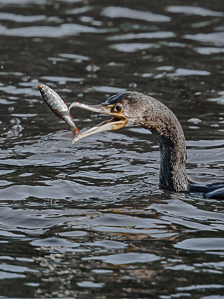 Fisch mit Kormoran