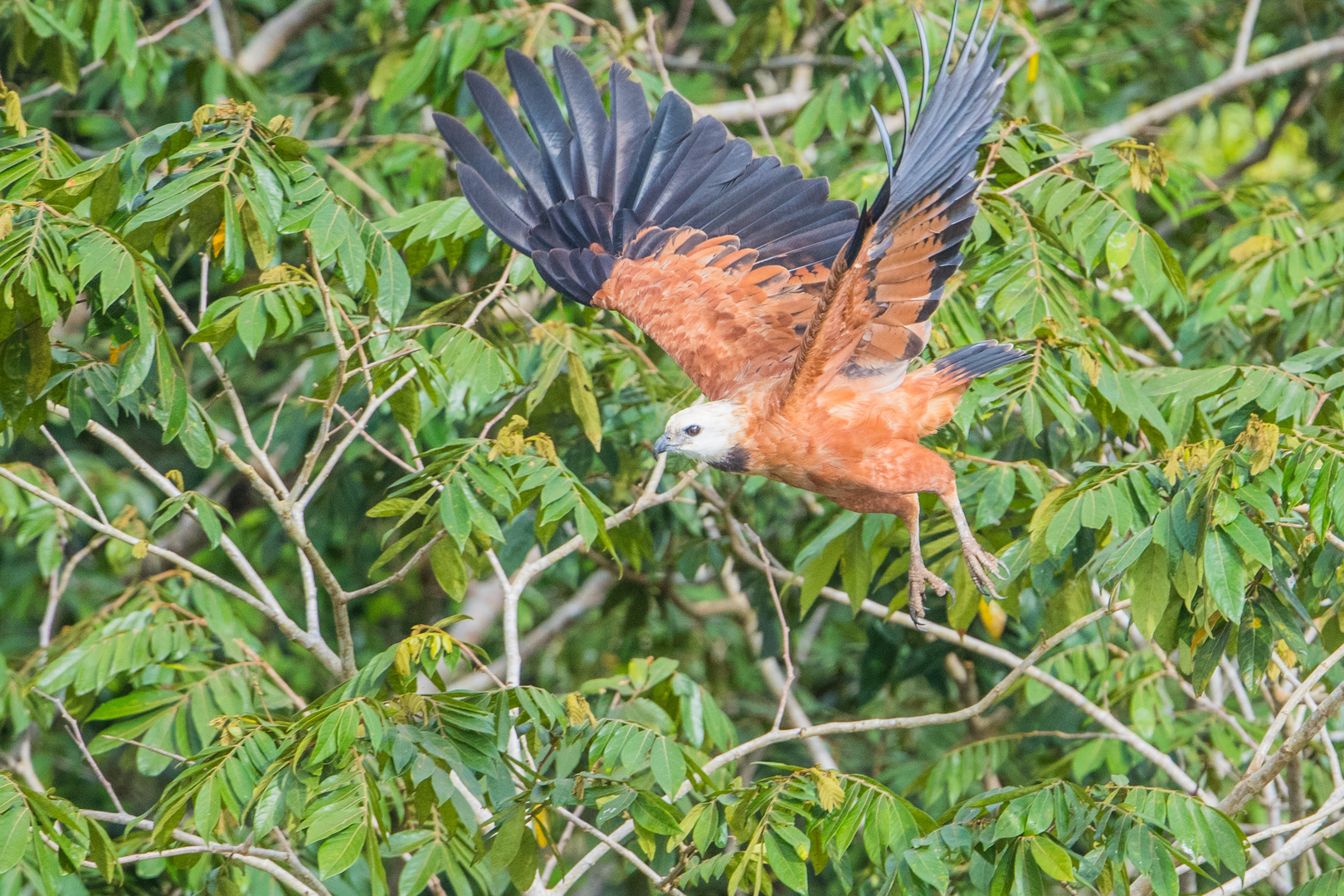 Fisch- oder auch Schwarzhals-Bussard genannt