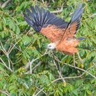 Fisch- oder auch Schwarzhals-Bussard genannt