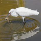 Fisch oder Frosch? Beides natürlich!