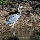 Fisch- oder Graureiher (Ardea cinerea)