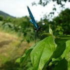 Fisch oder Libelle?