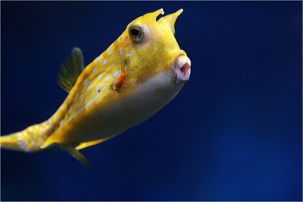 Fisch Teufel Fisch Teufel