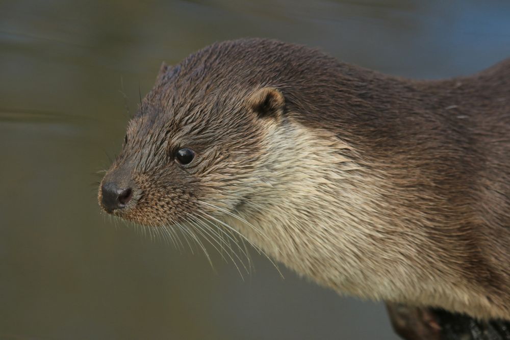 Fisch Otter