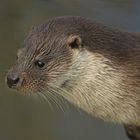 Fisch Otter