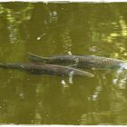 Fisch-Paar schwimmt seelenruhig am Fischer vorbei