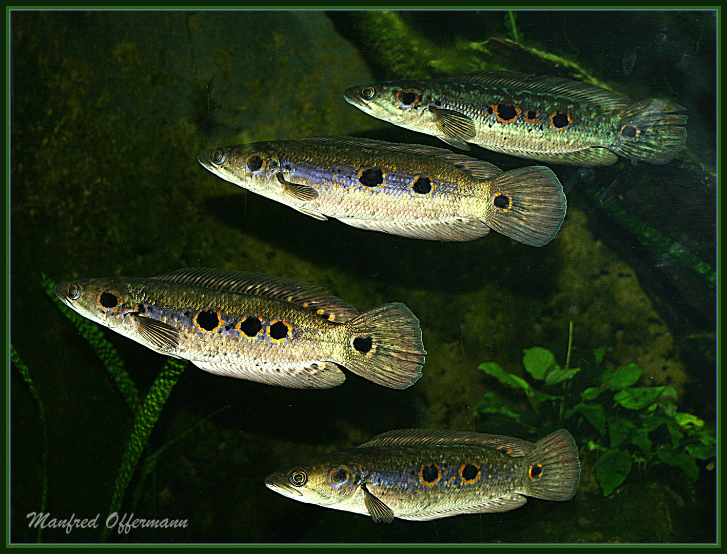 Fisch Quartett