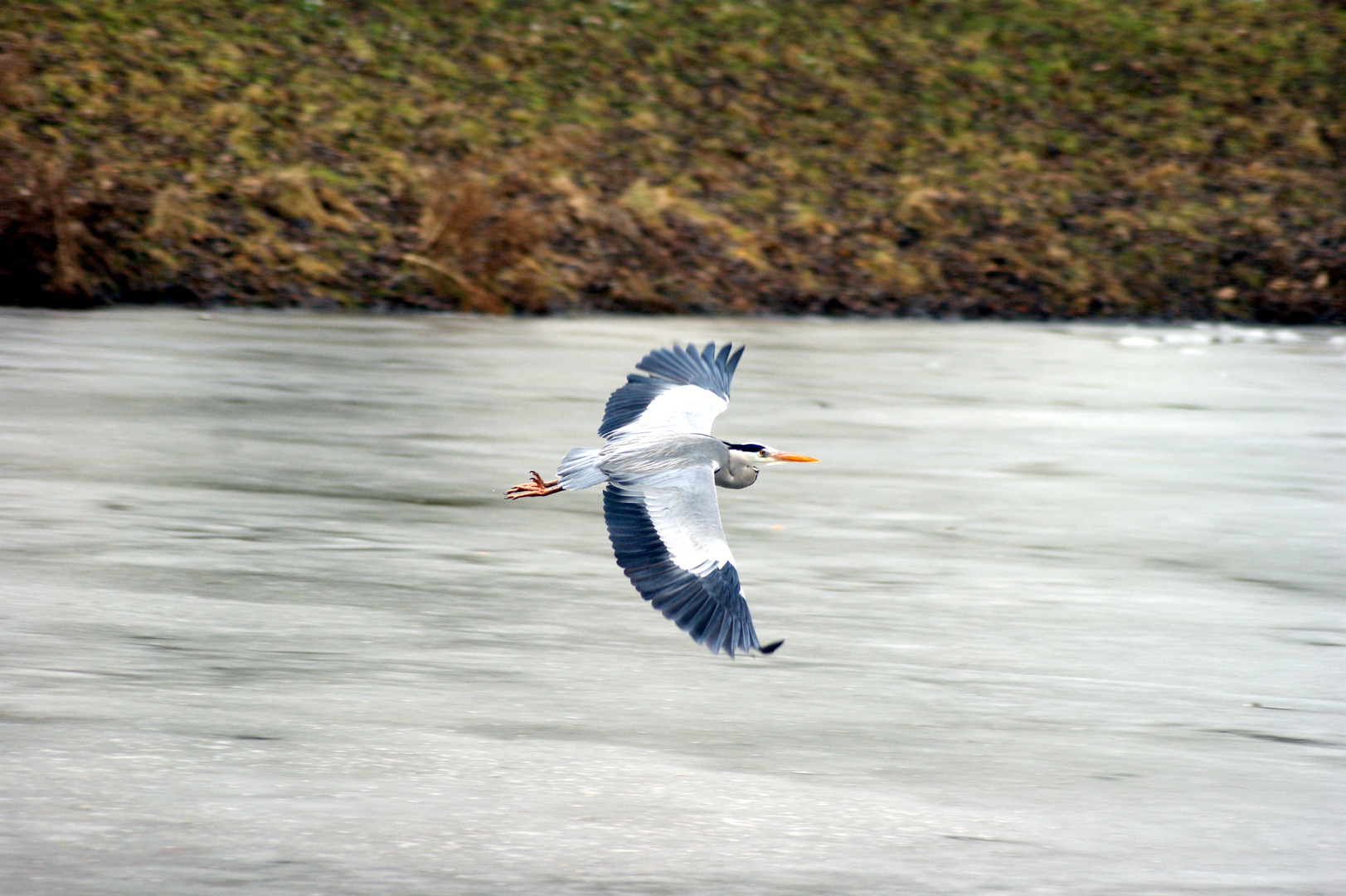 Fisch Reiher