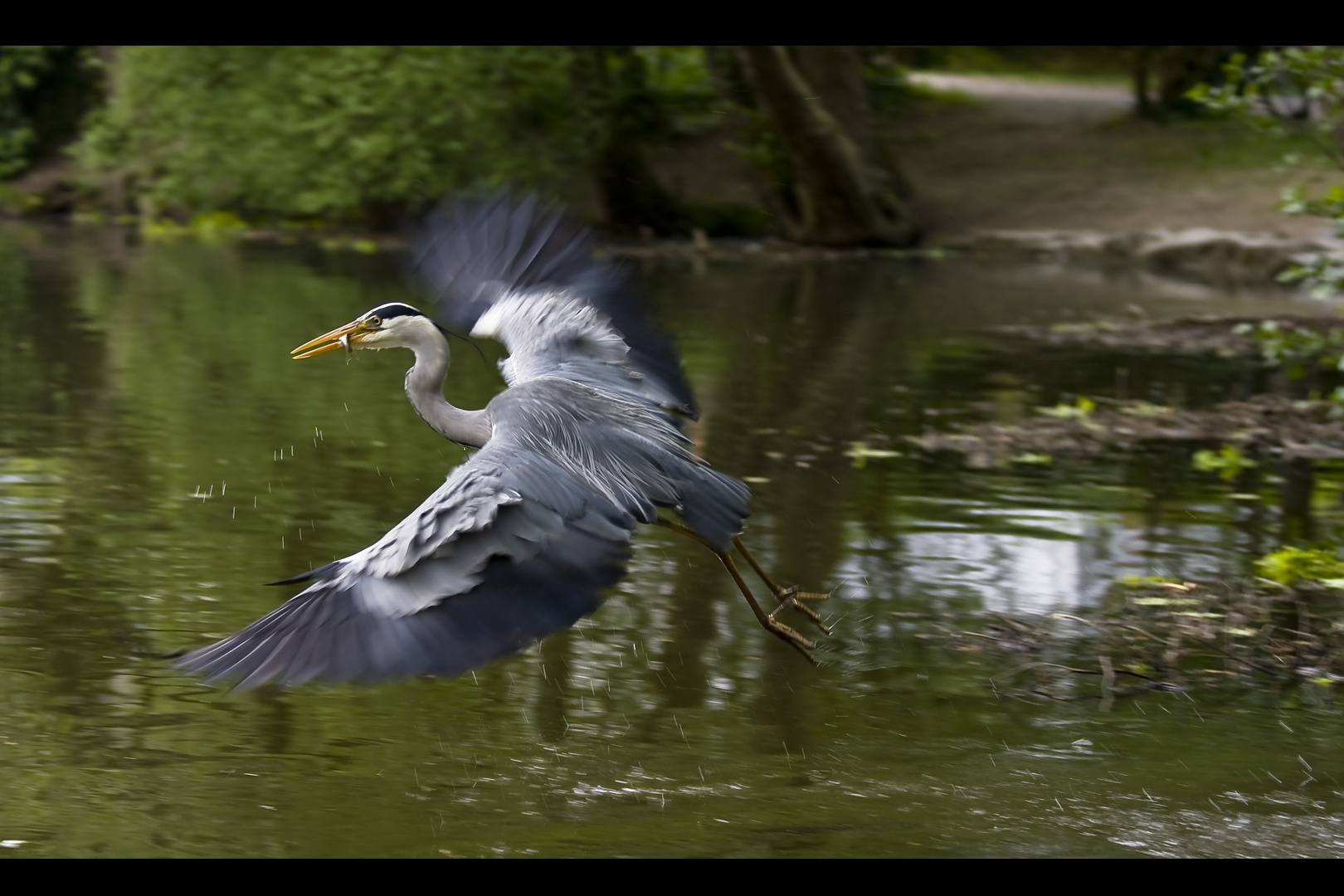 Fisch Reiher