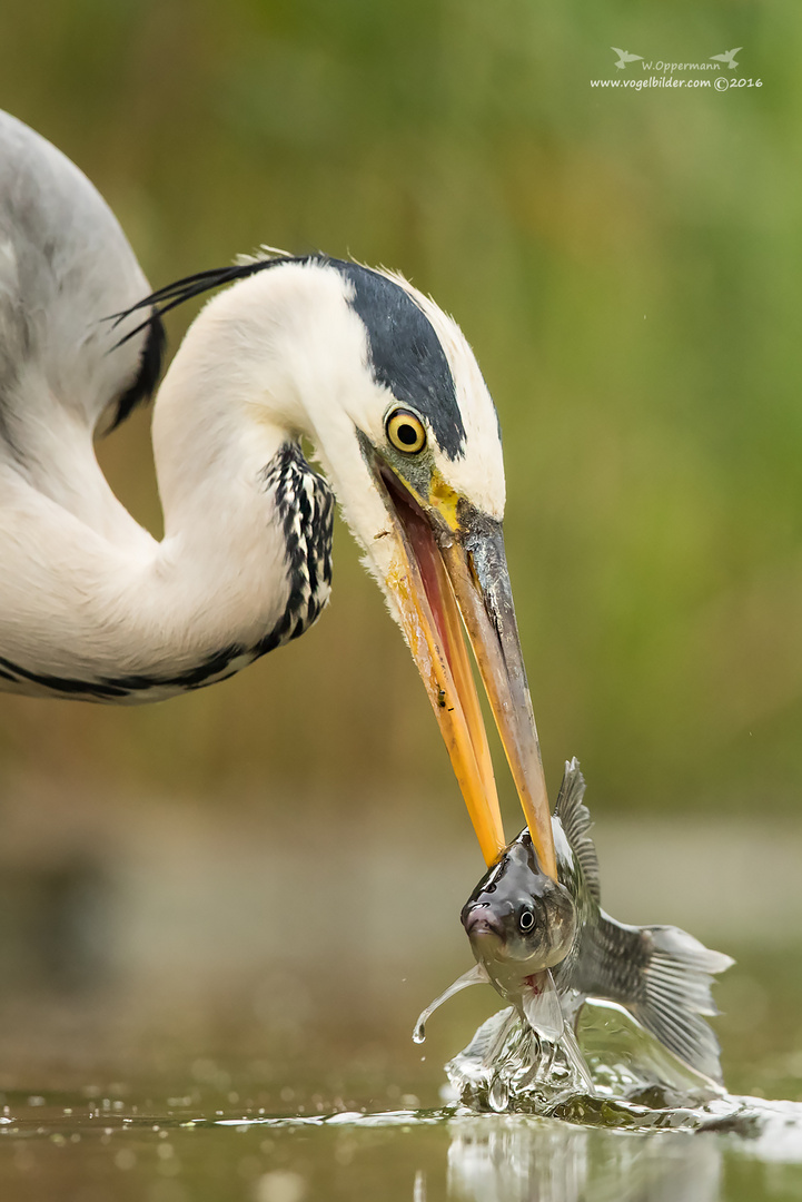 Fisch & Reiher