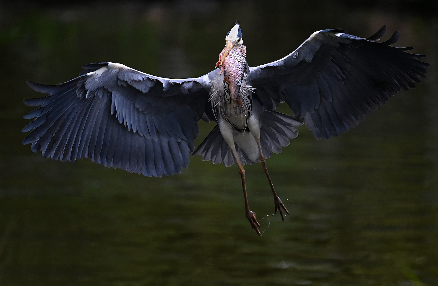 Fisch-Reiher