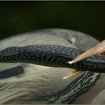 Fisch + Reiher = Fischreiher (2)