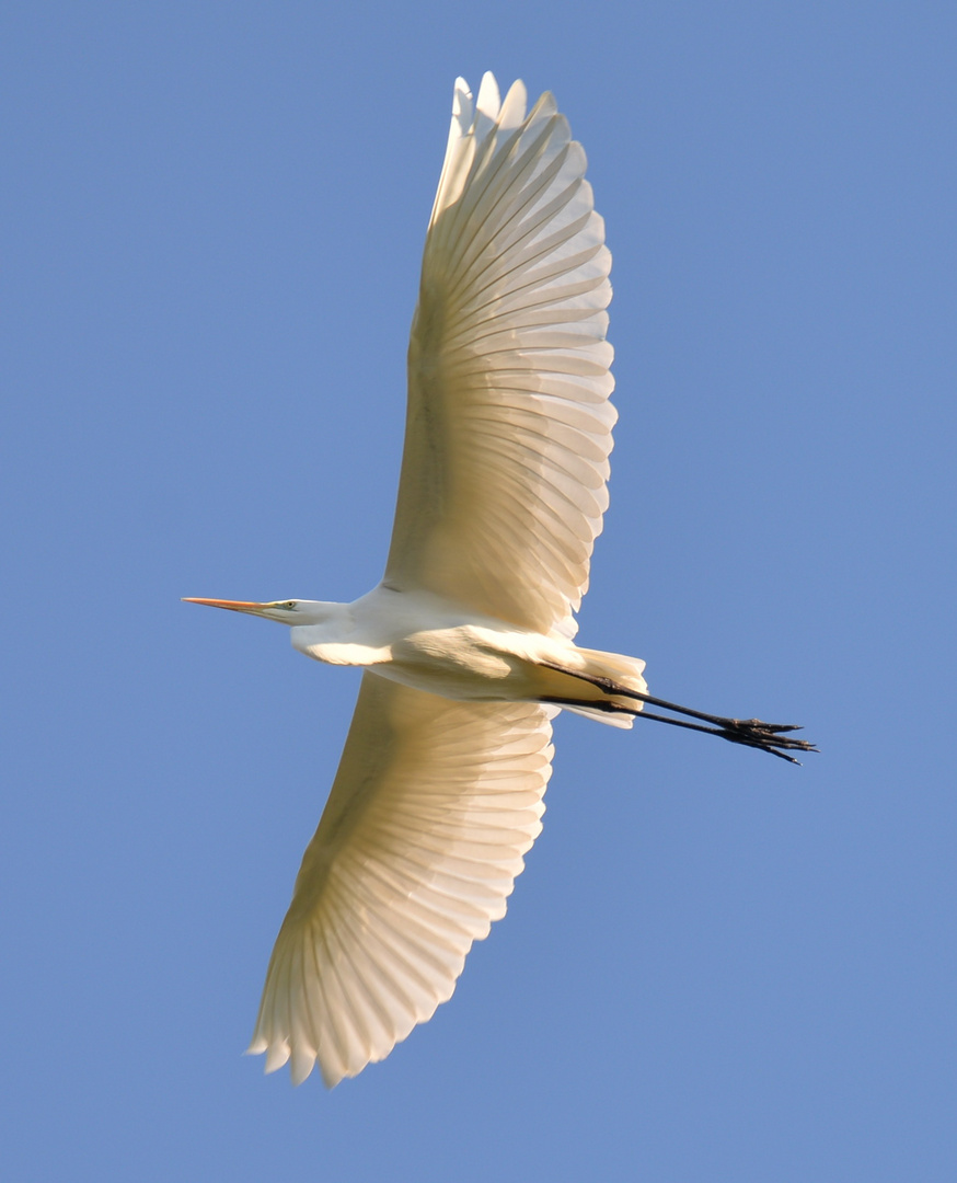 FISCH REIHER weiss