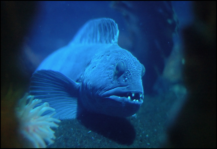 Fisch - Sea Life - Oberhausen