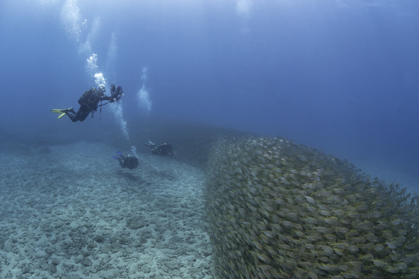 Fisch so weit das Auge reicht