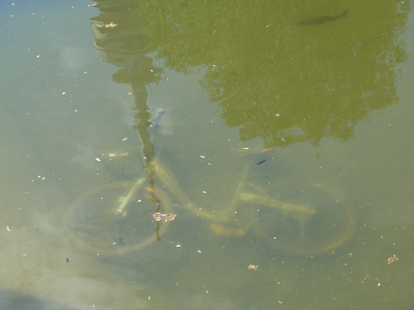 Fisch sucht Fahrrad....