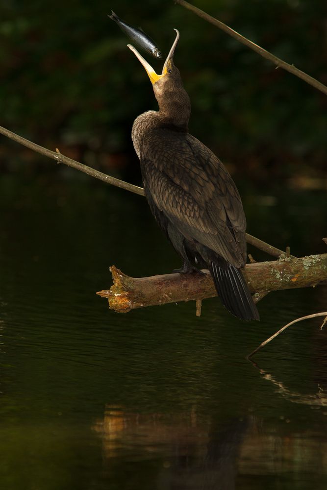 Fisch trifft Kormoran