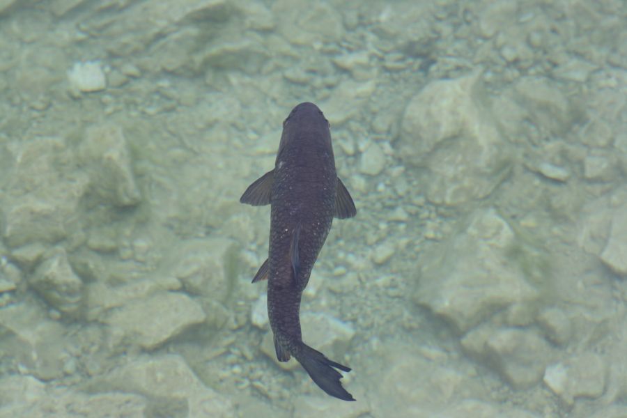 Fisch unter Wasser vom Land aus fotografiert